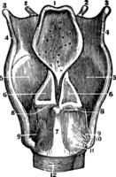 uma costas Visão do a cartilagens e ligamentos do a laringe, vintage ilustração vetor