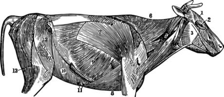 a superficial músculos do uma vaca, vintage ilustração vetor