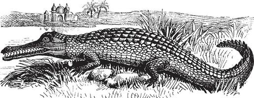 gavial, ilustração vintage. vetor