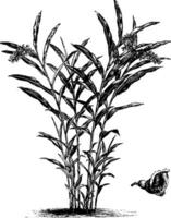 Alpinia nutans e a Individual flor vintage ilustração. vetor