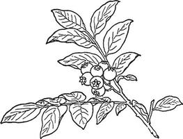 huckleberry vintage ilustração. vetor