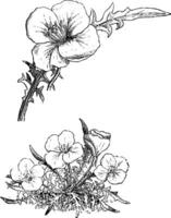 hábito e separado folha e flor do enothera acaulis vintage ilustração. vetor