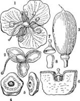 spiderwort vintage ilustração. vetor