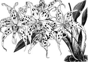 odontoglossum cirroso vintage ilustração. vetor