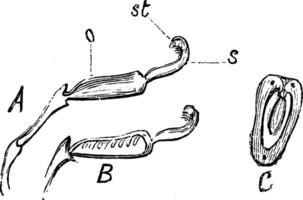pistilo a partir de flor do ervilha vintage ilustração. vetor