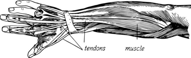 músculo estrutura do a braço vintage ilustração. vetor