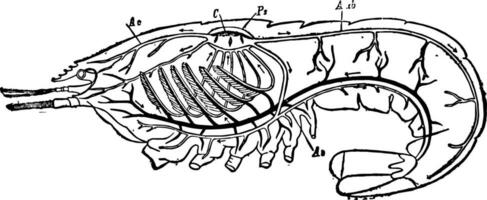 circulatório e respiratório sistema do uma lagostim vintage ilustração. vetor
