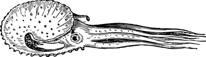 argonauta papirácea natação vintage ilustração. vetor