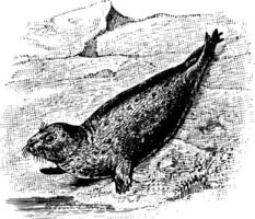 cinzento foca vintage ilustração. vetor