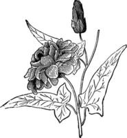 floração ramo do calistegia punescens flor-pleno vintage ilustração. vetor