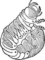 cockchafer larva vintage ilustração. vetor