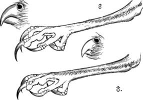 a bicos e garras do uma escavação coruja vintage ilustração. vetor