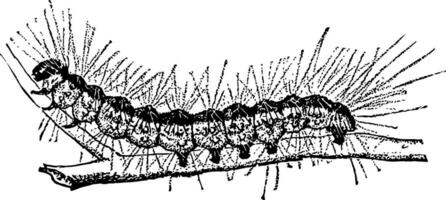 teia de outono Minhoca lagarta vintage ilustração. vetor