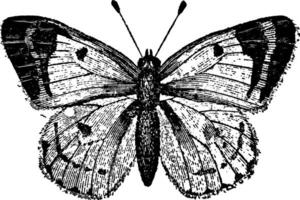 colias hialino borboleta, vintage ilustração. vetor