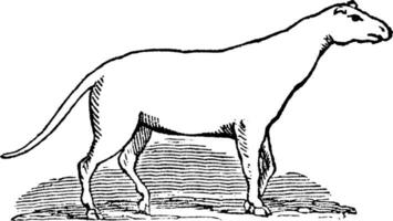 anoplotherium comuna, vintage ilustração. vetor