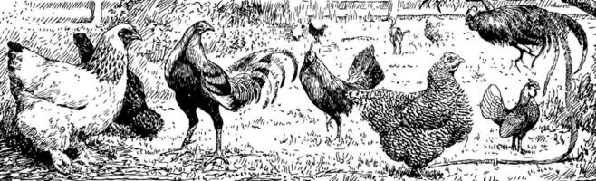 tipos do galinha vintage ilustração. vetor
