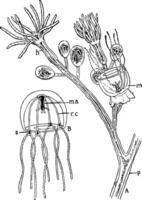 hidroid colônia, vintage ilustração. vetor