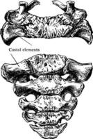 superior e anterior superfície do sacro, vintage ilustração. vetor