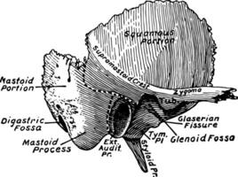 temporal osso, vintage ilustração. vetor