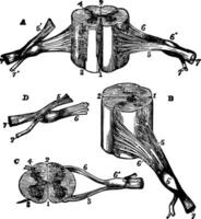 Seções do cervical espinhal cordão, vintage ilustração vetor