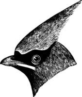 cedro pássaro, vintage ilustração. vetor