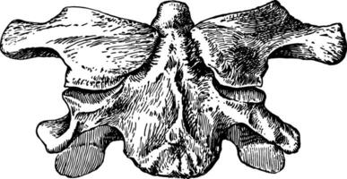 Atlas sem anterior arco, vintage ilustração. vetor