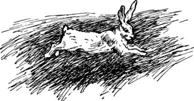 1 coelho, vintage ilustração vetor