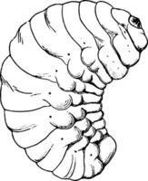 feijão gorgulho larva, vintage ilustração. vetor