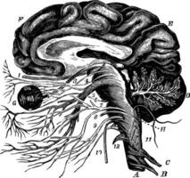 a cérebro e a cranial nervos, vintage ilustração vetor