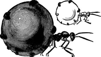 querida formiga, vintage ilustração. vetor