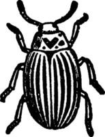 Colorado besouro, vintage ilustração. vetor