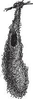 cesta ninho do oropendola ou psarocolius sp., vintage gravação vetor