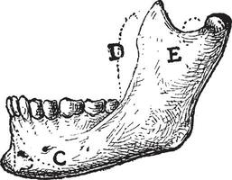 humano mandíbula, vintage gravação vetor