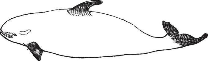 assassino baleia ou Orcinus orca, vintage gravação vetor