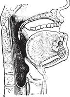 faringe, vintage gravação. vetor