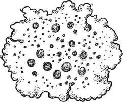 umbigo líquen ou umbilicaria vela, vintage gravação vetor