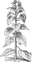girassol ou helianthus annuus, vintage gravação vetor