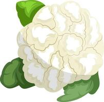 branco couve-flor com verde vetor de folhas ilustração do legumes em branco fundo.