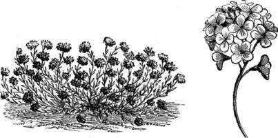 hábito e flores do aetionema cordifólio vintage ilustração. vetor