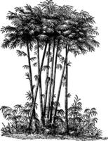 ilustração vintage de bambu. vetor