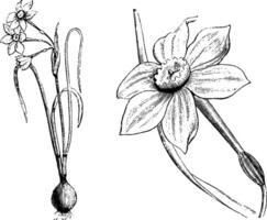 hábito, separado flor, e parte do folha do narciso jonquilla vintage ilustração. vetor