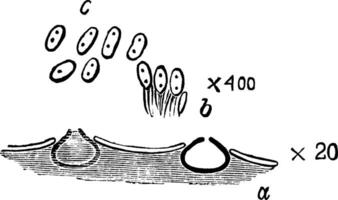 ilustração vintage pleospora herbarum. vetor