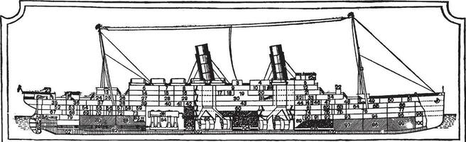 longitudinal seção do a carônia, vintage ilustração. vetor