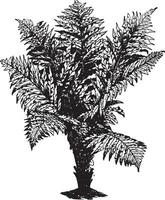 Blechnum brasiliense vintage ilustração. vetor