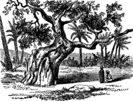 sicômoro árvore vintage ilustração. vetor