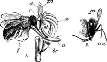 polinização do a orquídea vintage ilustração. vetor