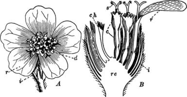 yarrow vintage ilustração. vetor