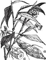 planta de araruta vintage ilustração. vetor