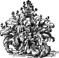 brócolis vintage ilustração. vetor