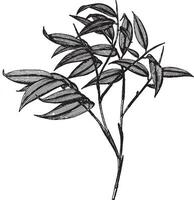 phyllostachys ruscifolia vintage ilustração. vetor